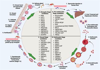 Host-parasite interactions during Plasmodium infection: Implications for immunotherapies